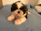 À réserver : 1 chiot Shih Tzu mâle LOF