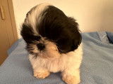 À réserver : 1 chiot Shih Tzu mâle LOF