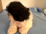À réserver : 1 chiot Shih Tzu mâle LOF