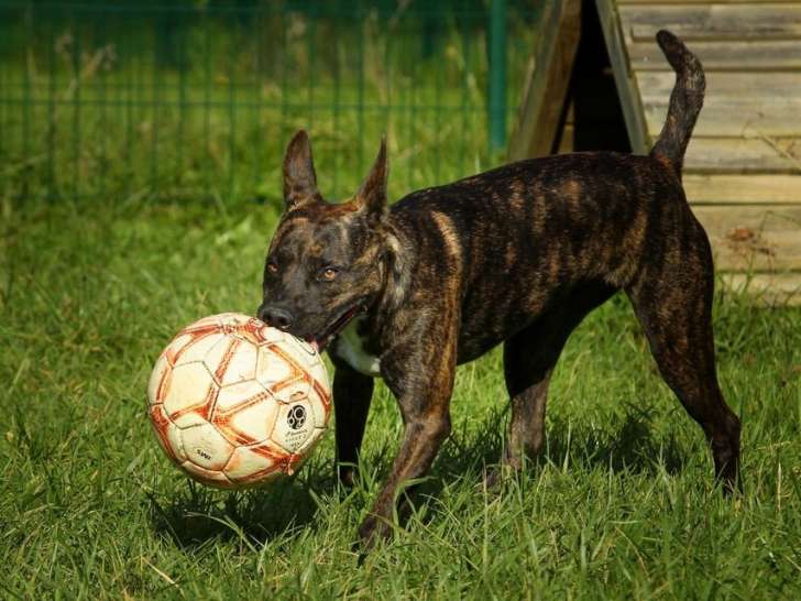 En attente d’une famille : chien d’un an