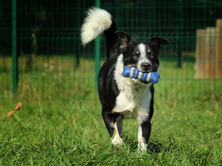 En quête d'une famille : chien d'un an
