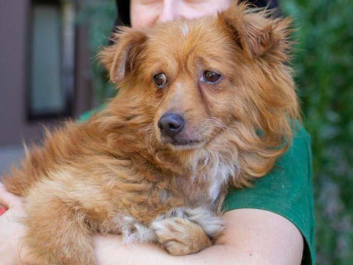 Adoption disponible : chien adulte