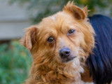 Adoption disponible : chien adulte