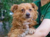 Adoption disponible : chien adulte