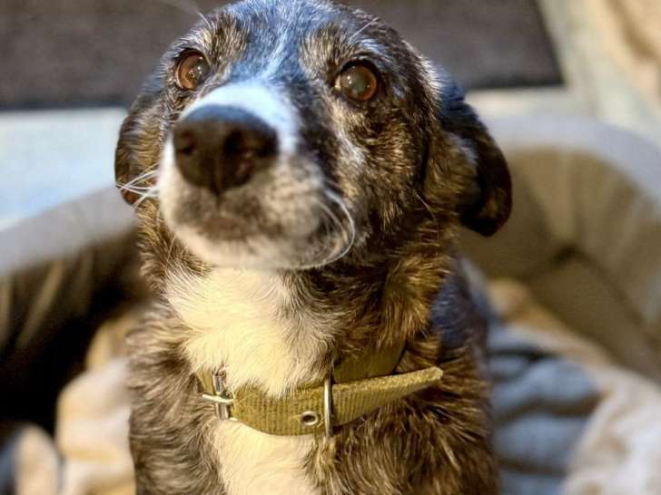 Chienne bringée à adopter