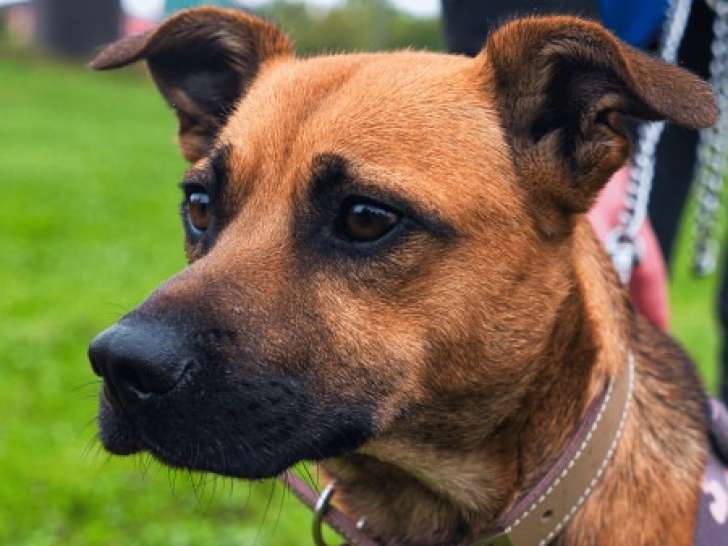 Chien fauve disponible à l'adoption