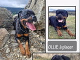 Chienne Rottweiler noir et feu prête pour l’adoption