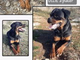 Chienne Rottweiler noir et feu prête pour l’adoption