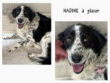 Chienne Border Collie adulte à accueillir