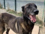 Adoption disponible : chien adulte