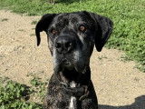 À adopter, chien Cane Corso de 10 ans
