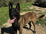 Disponible à l'adoption, chien Berger Malinois de 6 ans