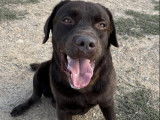 Prêt pour l’adoption : chien Labrador chocolat