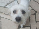 À la recherche d’une famille : chien blanc
