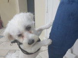 À la recherche d’une famille : chien blanc