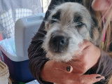 Chiot femelle de 4 mois disponible à l'adoption