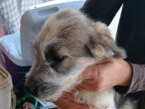 Chiot femelle de 4 mois disponible à l'adoption