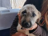 Chiot femelle prêt pour l'adoption