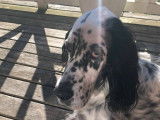 Chien Setter Anglais de 9 ans en quête d'un foyer