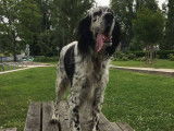 Chien Setter Anglais de 9 ans en quête d'un foyer