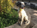 Chien Setter Anglais de 9 ans en quête d'un foyer