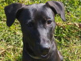 À adopter, chienne noire