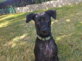 À adopter, chienne noire