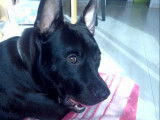 Disponible à l'adoption, chien de 2 ans