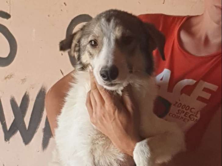 À accueillir, chien de 4 ans