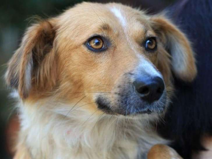 À adopter : chienne de 3 ans