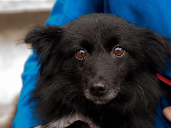 Disponible à l'adoption : chienne de 5 ans