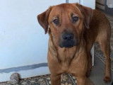 Adoption disponible : chienne sable