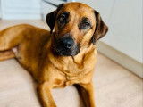 Adoption disponible : chienne sable