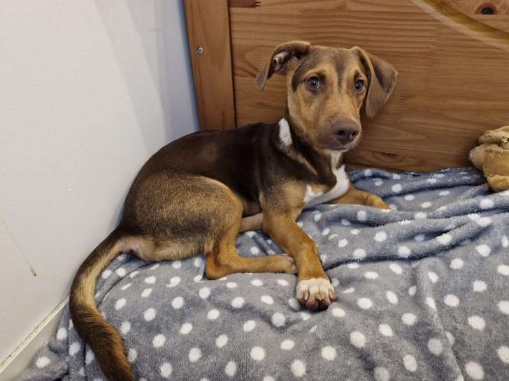 Chiot mâle de 10 mois à adopter