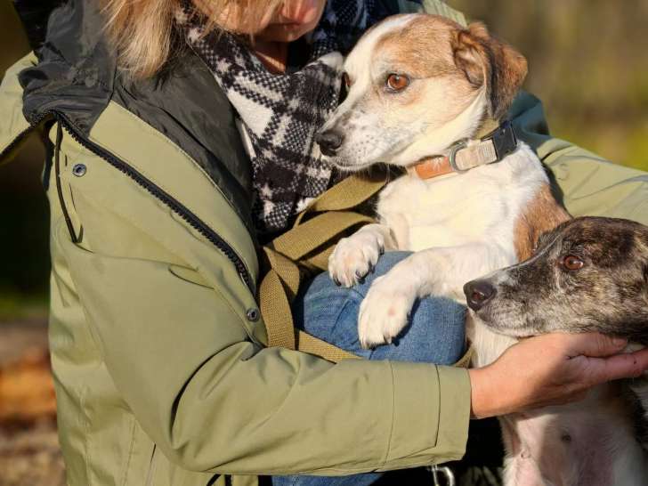 À adopter : chienne de 3 ans