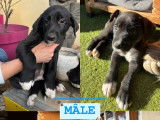 Disponibles à l'adoption : 3 chiots Border Collies