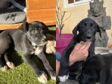 Disponibles à l'adoption : 3 chiots Border Collies