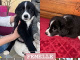 Disponibles à l'adoption : 3 chiots Border Collies