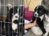 Disponibles à l'adoption : 3 chiots Border Collies