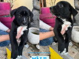 Disponibles à l'adoption : 3 chiots Border Collies