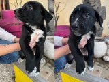 Disponibles à l'adoption : 3 chiots Border Collies