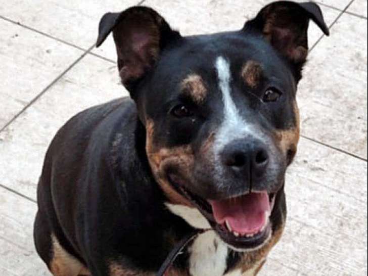 En attente d'adoption : chienne de 3 ans