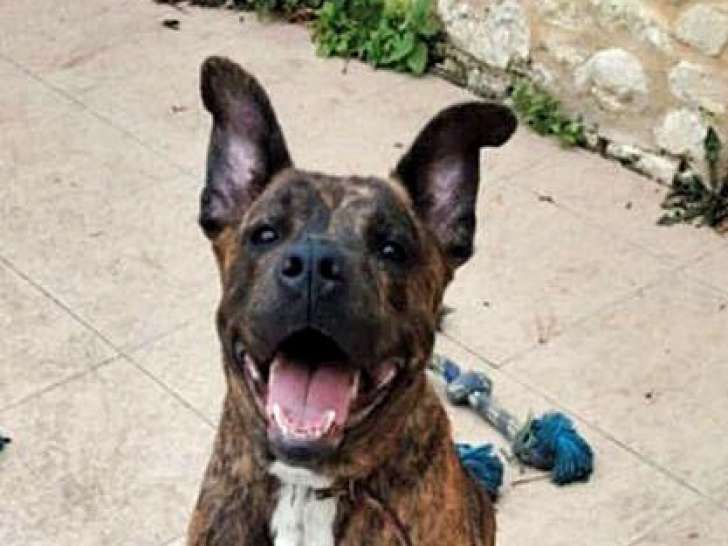 En quête d'un foyer : chienne bringée