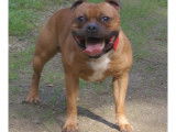 Mâle Staffordshire Bull Terrier disponible pour saillie