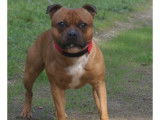 Mâle Staffordshire Bull Terrier disponible pour saillie