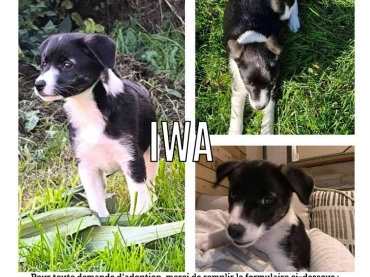 En attente d'adoption, chiot femelle noir et blanc