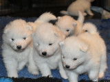 Chiots Samoy&egrave;de LOF disponibles