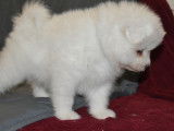 Chiots Samoy&egrave;de LOF disponibles