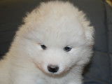 Chiots Samoy&egrave;de LOF disponibles
