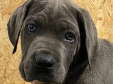 Chiots Cane Corso LOF disponibles